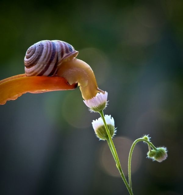 snail-15