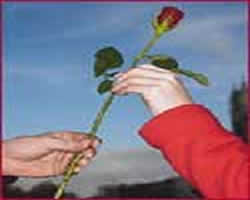 Gambar Bunga Mawar Islami Gambar Bunga Mawar