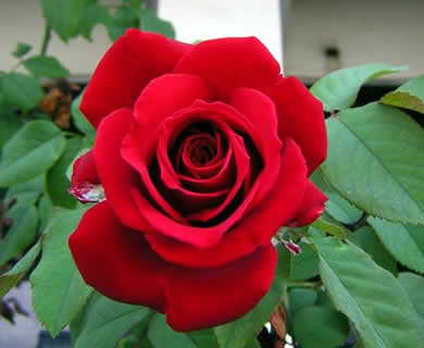 Mawar Bunga Yang Indah Namun Berduri Dakwatuna Com