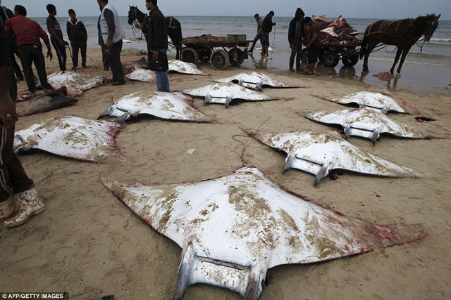 Nelayan Palestina difoto bersama puluhan ikan "Mobula Ray" yang terdampar di pantai Gaza City lalu diangkut ke pasar. (AFP/Getty Images)