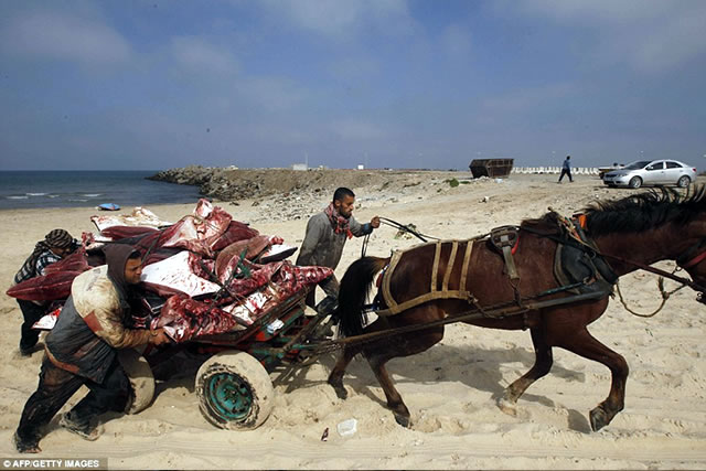 Nelayan Palestina mengangkut beberapa ikan pari jenis "Mobula Ray" yang terdampar di pantai Gaza City, 27 Februari 2013. (AFP/Getty Images)