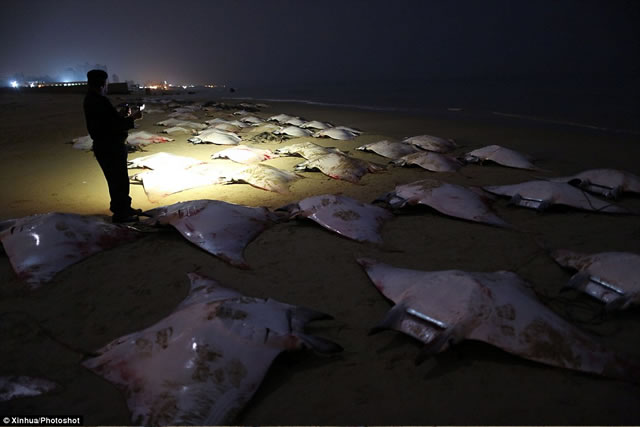 Seorang polisi Palestina melihat-lihat ikan pari jenis "Mobula Rays" yang terdampar di Pantai Gaza, dini hari 27 Februari 2013. (Xinhua/Photoshot)