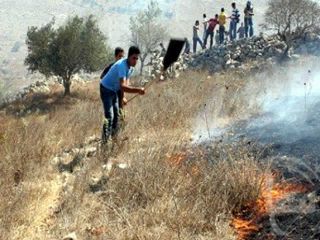 Warga Palestina berusaha memadamkan api yang membakar lahan pertanian akibat ulah pemukim Yahudi. (ROL)