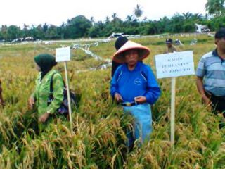 Bupati Mukomuko,  Ichwan Yunus saat panen raya padi tadah hujan di Kecamatan Ipuh (inet)