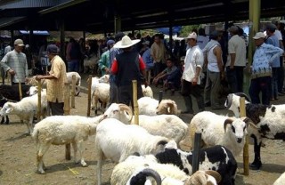 Ilustrasi - Suasana jual beli hewan kurban di pasar Hewan Cianjur, Jalan Siliwangi, Cikaret, CIanjur, Kamis (4/10/12). (pikiran-rakyat.com)