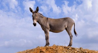 Di Arab, keledai melambangkan kedunguan (inet)