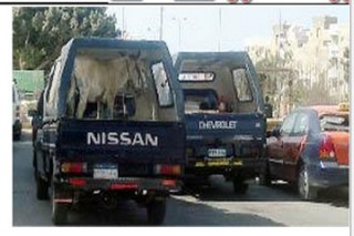 Sebuah mobil polisi mengangkut keledai bertuliskan As-Sisi (inet)