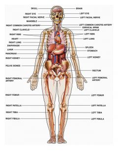 Ilustrasi - Anatomi tubuh manusia. (inet)