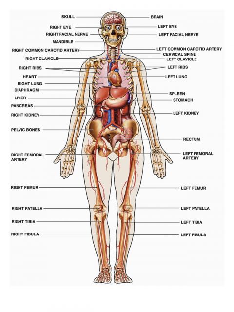 Ilustrasi - Anatomi tubuh manusia. (inet)