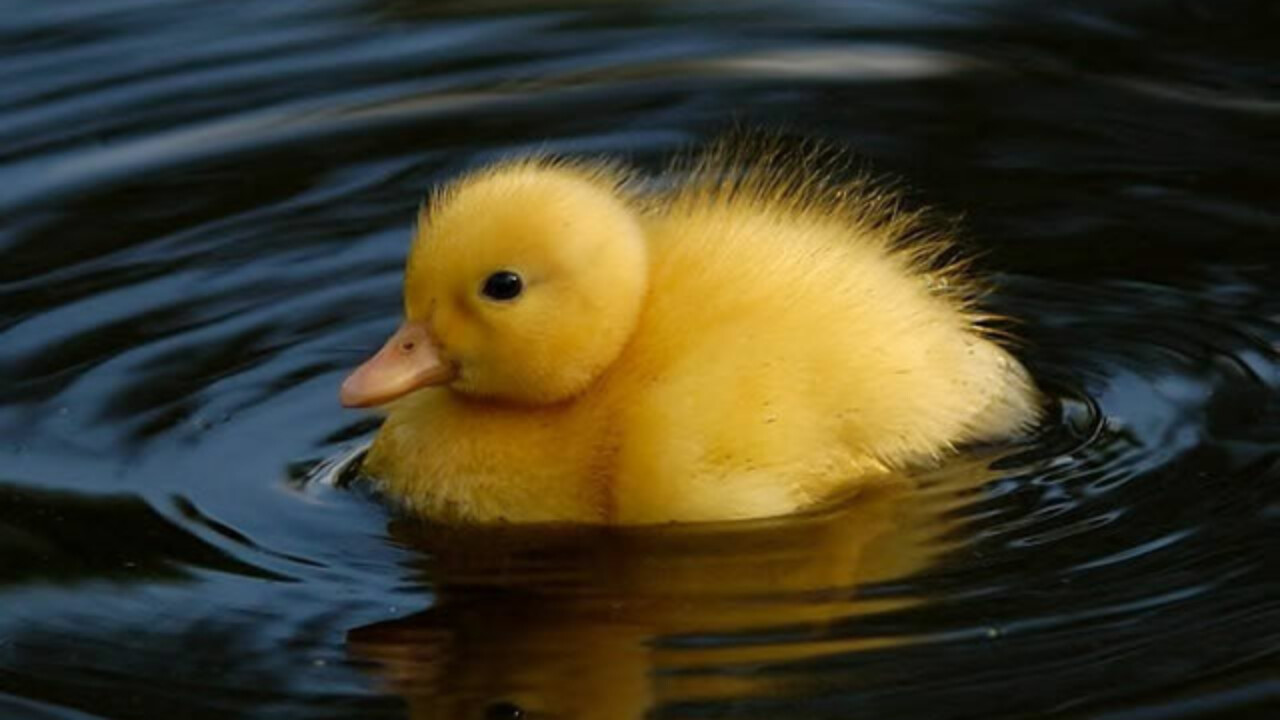Bebek berasal dari telur yang menetas menjadi anak bebek apa makna dari kata menetas pada kalimat di