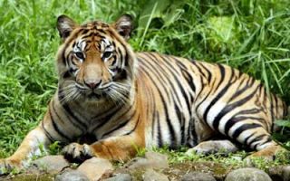 Harimau Sumatera, salah satu satwa langka yang dilindungi. 