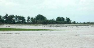 9.832 Hektar Sawah di Bekasi Terendam Banjir (Foto: RISKY/RADAR BEKASI)