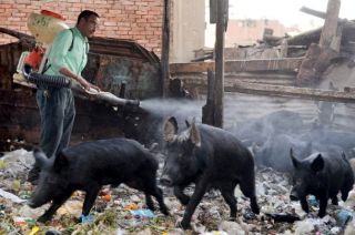 Salah satu peternakan babi di Mesir (felesten.ps)