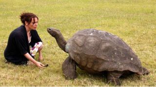 Jonathan, kura-kura beumur 182 tahun asal St Helena di Lautan Pasifik - Foto: BBC Indonesia
