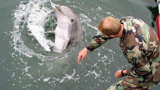 Lumba-lumba perang yang dilatih tentara AL AS (islammemo)