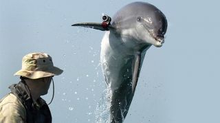 us-dolphins-black-sea.si