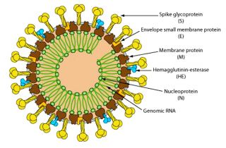 Middle East Respiratory Syndrome Corona Virus (ilustrasi) - (Foto: amvec.com)