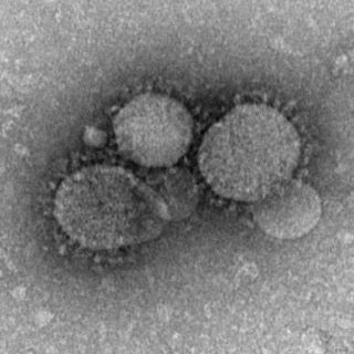 Partikel virus MERS-CoV. (cdc.gov)