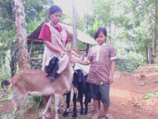 Sarmi, menerima tiga ekor kambing beserta kandangnya dari program ZPP BWA.  (mediaBWA)