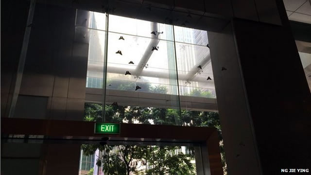 Banyak orang yang melaporkan telah melihat ngengat beristirahat di bangunan. (bbc.co.uk / Ng Jie Ying)