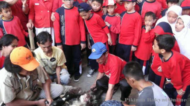 Antusias Siswa Sekolah Dasar (SD) menyaksikan penyembelihan hewan kurban. (pikiran-rakyat.com)