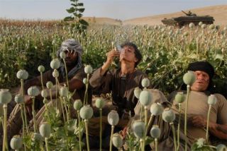 Tanaman opium di Afghanistan (gaiff.am)