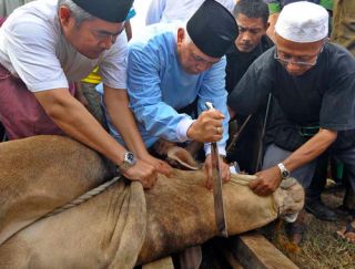 Pemotongan hewan kurban (ilustrasi).  (poskotanews.com)