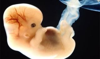 Janin dalam rahim (ilustrasi, republika.co.id)
