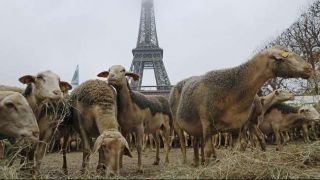 250 domba unjuk rasa menduduki menara Eifell di Paris (reuters)