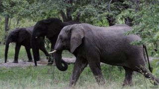 Jumlah gajah di Taman Nasional Hwange mencapai lebih dari 53.000 ekor (bbc.co.uk)