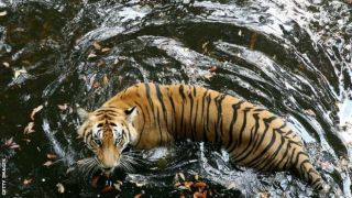 Cina disebut sebagai konsumen terbesar di dunia atas bagian tubuh harimau dan kucing liar (bbc.co.uk)