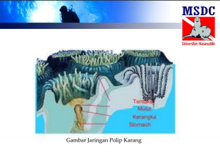 Jaringan polip karang di Makassar (ilustrasi)