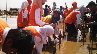 Anak Juara Semarang menanam 400 mangrove di rawa-rawa Pantai Mangunharjo, Semarang.  (Asih/RZ)
