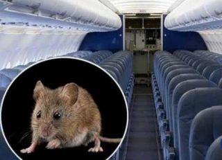 Ilustrasi tikus dan gambar di dalam pesawat (islammemo.cc)