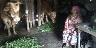Di kandang sapi inilah Sukita (77) menghabiskan hari-hari tuanya.  (kompas.com)