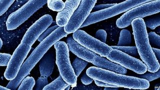Bakteri kebal antibiotik diperkirakan meningkat (BBC)