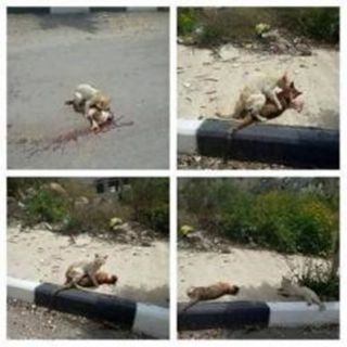 Nampak seekor kucing membawa mayat temannya ke pinggir jalan. (tribunnews.com)