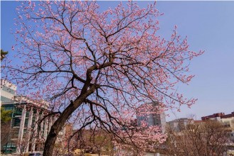 Sakura di Kompleks Kampus Seoul Nat`l Univ of Science and Technology. (facebook.com)