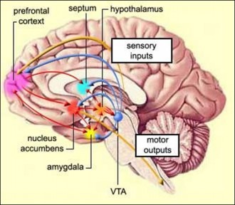 Otak sebagai pusat perilaku manusia. (Badrul Munir) 