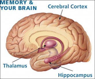 Area memori otak manusia. (Badrul Munir)
