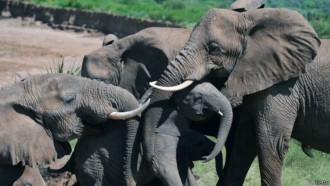 Zimbabwe mengatakan populasi gajah di negara tersebut saat ini terlalu tinggi (bbc.co.uk)