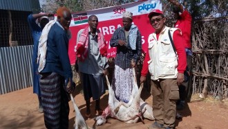 Tim qurbanisasi PKPU Menyalurkan 90 ekor sapi dan 38 ekor kambing di Kenya. (kis/pkpu/PKPU)