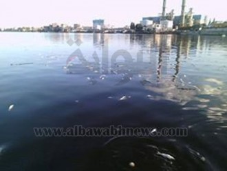 Bangkai-bangkai ikan di sungai Nil. (albawaba)